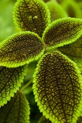 Plant list 2025 - Pilea involucrata (Friendship plant)