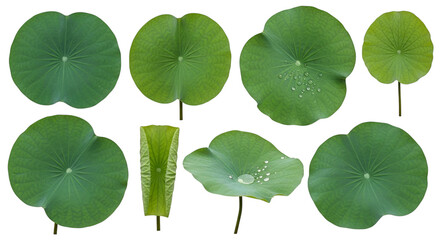 Arrangement of several lily pads with water droplets on some leaves on transparent background