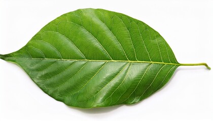 Obraz premium tree leaves isolated on white background green leaves