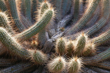 cactus au soleil