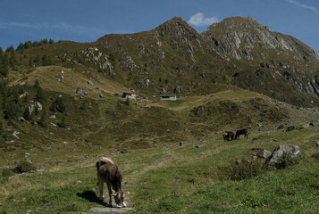 Kuh auf einer alpinen Bergwiese in Südtirol