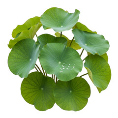 Aerial view of a cluster of lotus leaves with water droplets on one leaf on transparent background