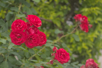 Red Flowers of Famaillá After the Rain