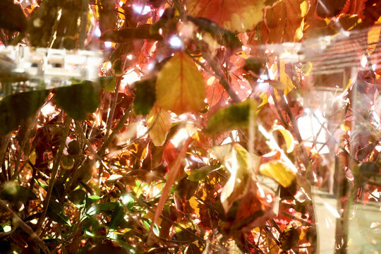 Sheltering from scorching Spanish sun in bushy area, sunbeams slightly striking through foliage