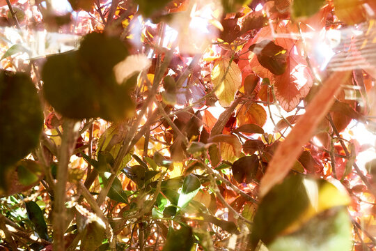 Close-up shot of bushy area on Tenerife Island, leaves faded from heat, sunbeams slightly striking through foliage