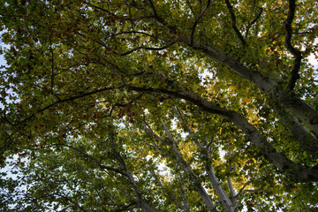 Green tree canopy against calm sky in nature