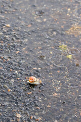 Ground-level macro of a snail near yellow road markings after a rainstorm. Puddles, ripples, and car-light bokeh suggest traffic danger and a fragile journey.