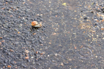 Macro view of a snail inching over slick asphalt during rain. Motion contrast and shallow focus highlight patience, risk, and determination in an urban nature scene