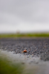 Close-up of a snail crawling across a rain-soaked road. Raindrops, puddles, and reflections emphasize slow movement, resilience, and the hazards of traffic for small wildlife