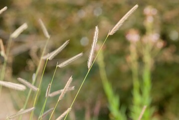 Plant list 2025 - Bouteloua gracilis (Blue grama)