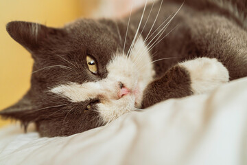 Sleeping grey and white cat resting on white linen