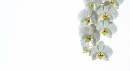 Elegant white orchid flowers isolated on white background in a studio setting