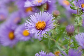 Obraz premium Plant list 2025 - Aster novae, angliae (New England aster)