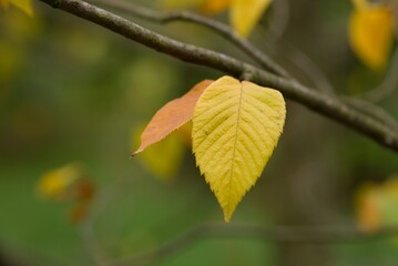 Obraz premium Plant list 2025 - Ostrya virginiana (American hop-hornbeam)