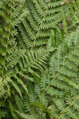 Plant list 2025 - Dryopteris filix-mas (Male fern)