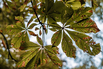 Horse chestnut leaves decaying and changing color in autumn