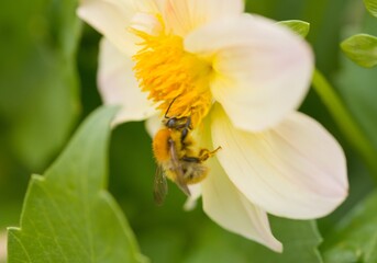 Plant list 2025 - Plant list 2025 - Dahlia pinnata (Garden dahlia)