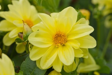 Plant list 2025 - Dahlia hybrid (Dahlia)