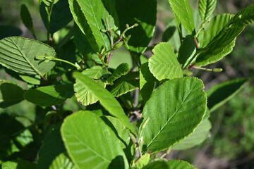 Vibrant Green Leaf Summer Foliage Macro Close up Texture