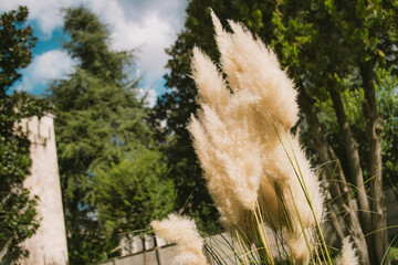 Pampas grass plumes blowing in outdoor garden scene