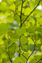 Plant list 2025 - Liriodendron tulipifera (Tulip Tree, Yellow Poplar)