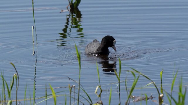 Black Eurasian Coot Walking and Foraging in Sunny Green Meadow
