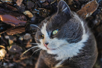 Domestic cat resting on ground looking away