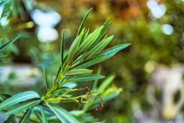 Green oleander leaves growing in nature close-up