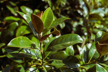 Southern magnolia tree green leaves glowing in sunlight
