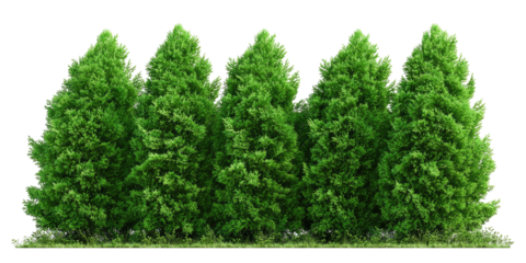 A row of lush green coniferous trees on a grassy bed against a transparent background