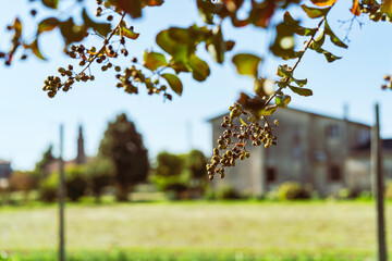 Branches with berries in bloom with countryside house