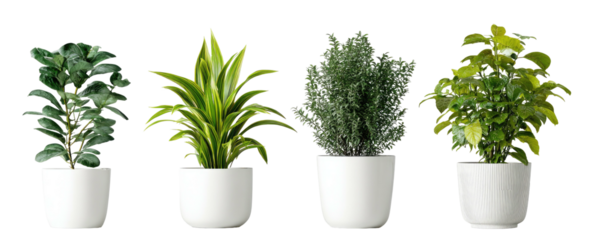 Four potted plants, each with a different leafy texture and color, set against a black background