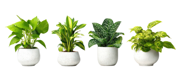 Four potted plants, each different, stand in white pots against a pure black background