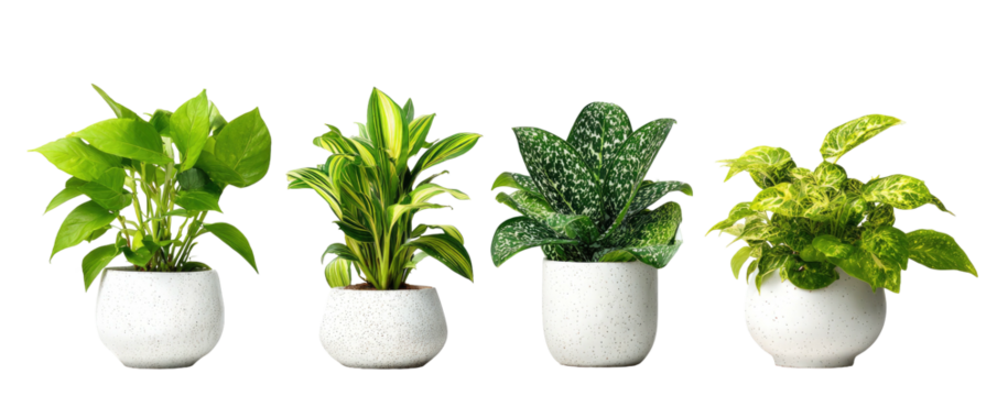 Four potted plants, each different, stand in white pots against a pure black background