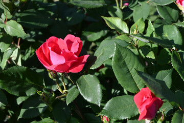 Close-Up of a Fully Bloomed Rose with Velvety Petals Bathed in Summer Sunlight