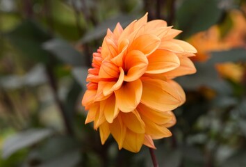 Plant list 2025 - Dahlia hybr. (David Howard)