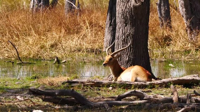 red lechwe with beautiful horns resting 074