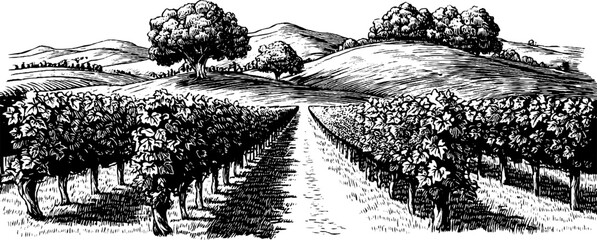 Fototapeta premium Vintage vineyard scene with grape trellis and rolling hills, design for labels and posters