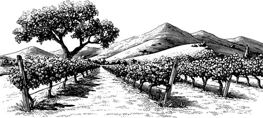 Naklejka premium Vintage vineyard landscape with grape trellis and rolling hills for design and decor