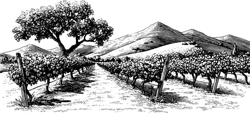 Vintage vineyard landscape with grape trellis and rolling hills for design and decor