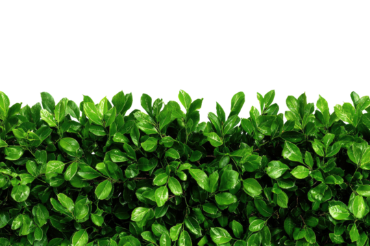Lush, verdant hedge isolated on black, vibrant green leaves with irregular edge