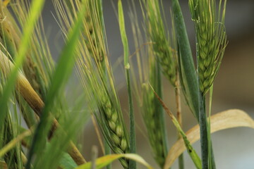 Green Wheat plant with green leaves close macro view. Wheat is a staple cereal grain, cultivated from grasses of the genus Triticum, that is a vital food source worldwide, primarily for making flour.