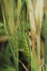 Green Wheat plant with green leaves close macro view. Wheat is a staple cereal grain, cultivated from grasses of the genus Triticum, that is a vital food source worldwide, primarily for making flour.
