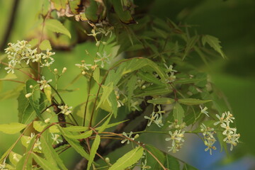 Neem green leaves close display with it's small flowers. Neem, margosa, nimtree or Indian lilac is a tree in the mahogany family Meliaceae. Medicinal Herbal leaves.