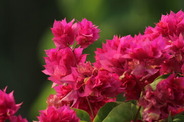 Pink or reddish pink Bougainvillea flower on a sunny day. Bougainvillea is a genus of thorny ornamental vines, bushes, and trees with flower-like spring leaves near its flowers.