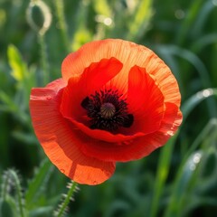 Fototapeta premium Striking red poppy blossom glistening under sunlight, captured in detailed macro