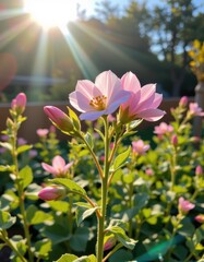 Fototapeta premium Pink flower blooming under radiant sunlight with surrounding buds and lush green foliage, evoking freshness, warmth, and the serenity of nature.