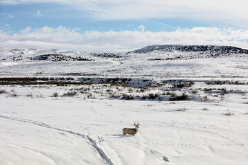 Solitary Mule Deer Buck in a Snowy Winter Landscape