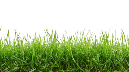 Fototapeta premium fresh green grass lawn isolated on white background png transparent clipart.