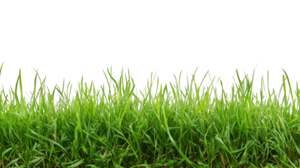 fresh green grass lawn isolated on white background png transparent clipart.